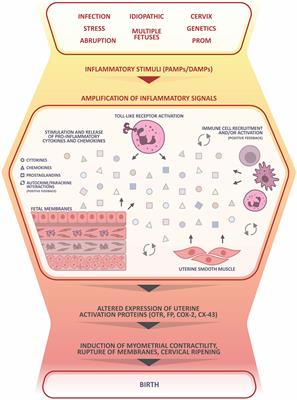 Inflammatory Amplification: A Central Tenet of Uterine Transition for Labor